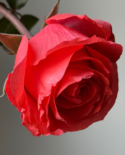 Rose ' Orange Bowl  | 修行者