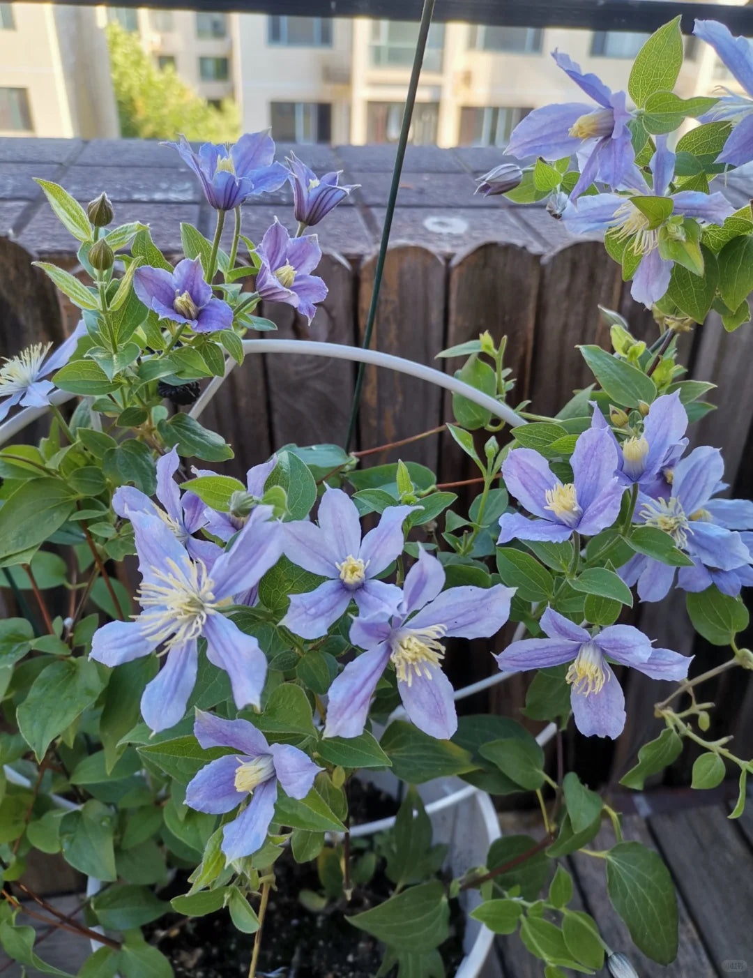 Clematis 'Arabella'阿拉贝拉