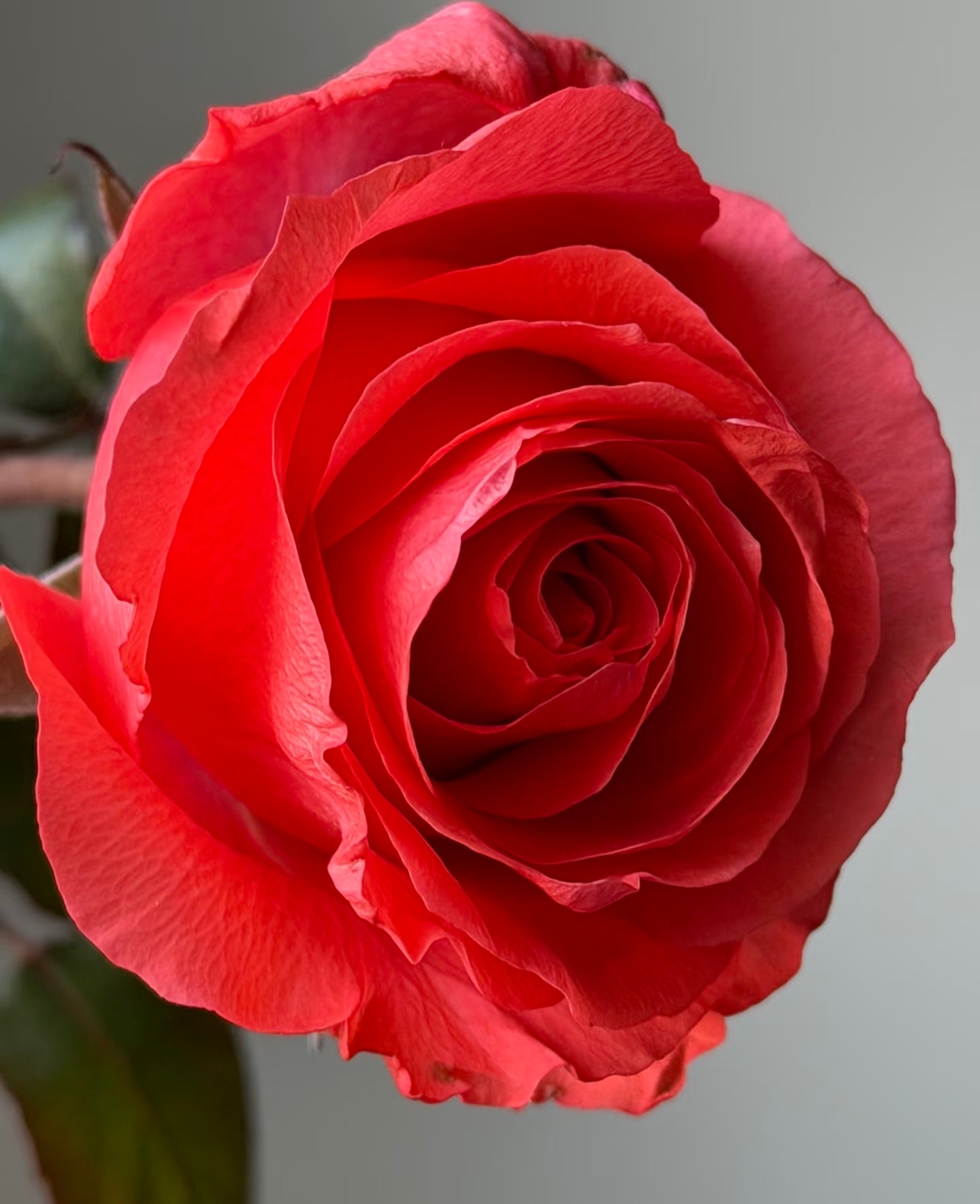 Rose ' Orange Bowl  | 修行者