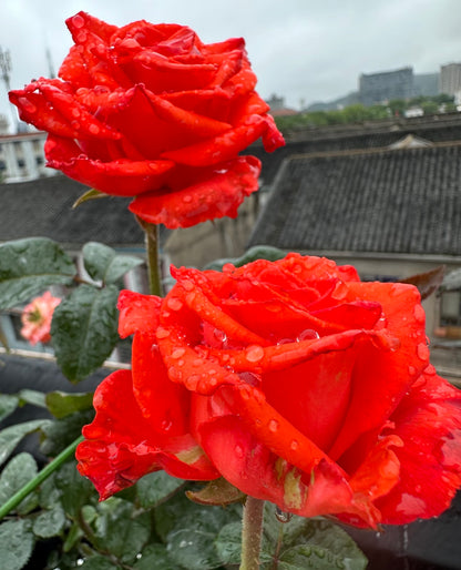 Rose ' Orange Bowl  | 修行者