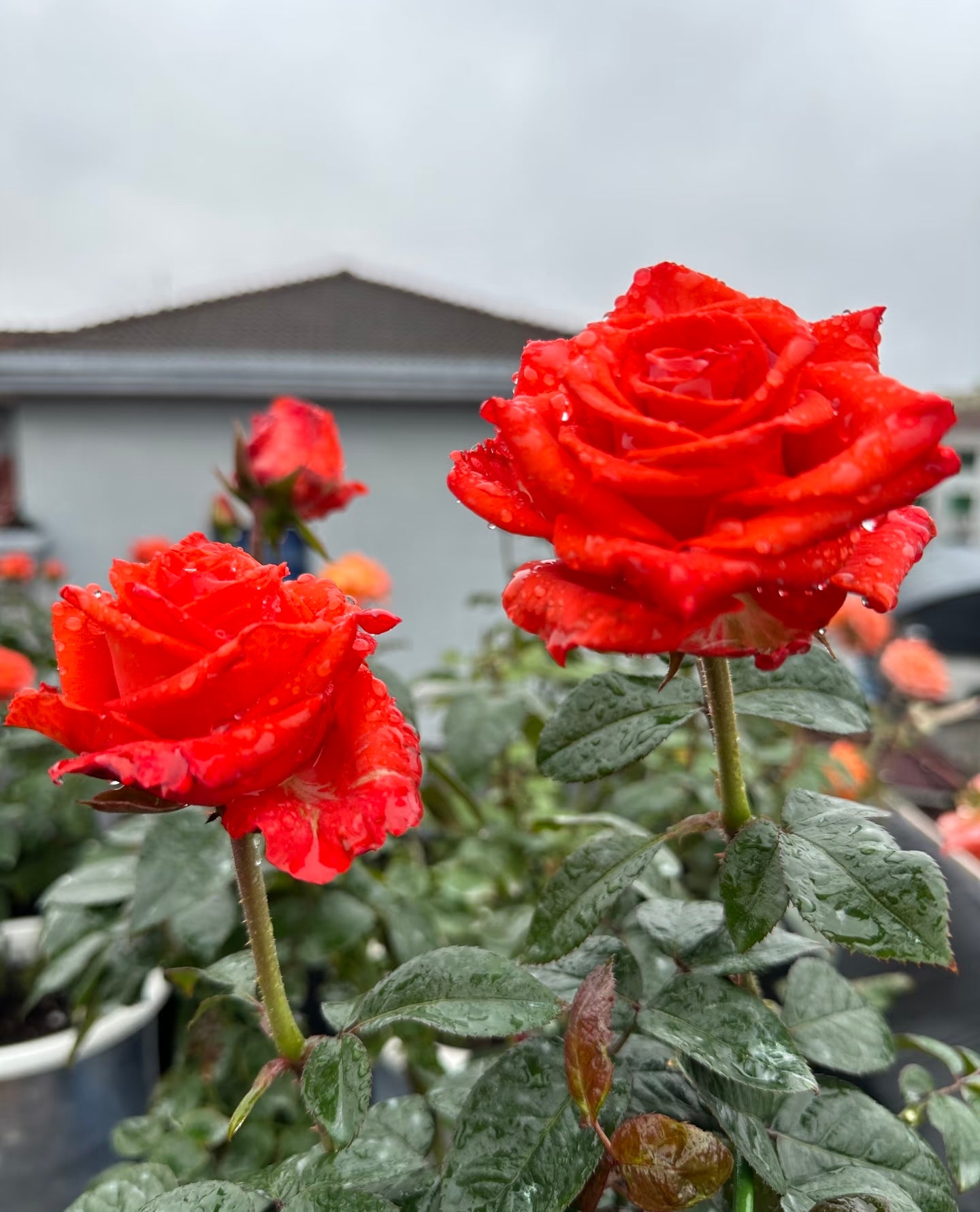 Rose ' Orange Bowl  | 修行者