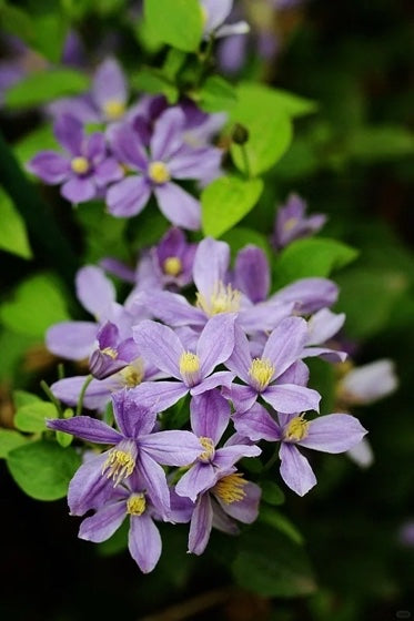 Clematis 'Arabella'阿拉贝拉