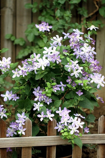 Clematis 'Arabella'阿拉贝拉