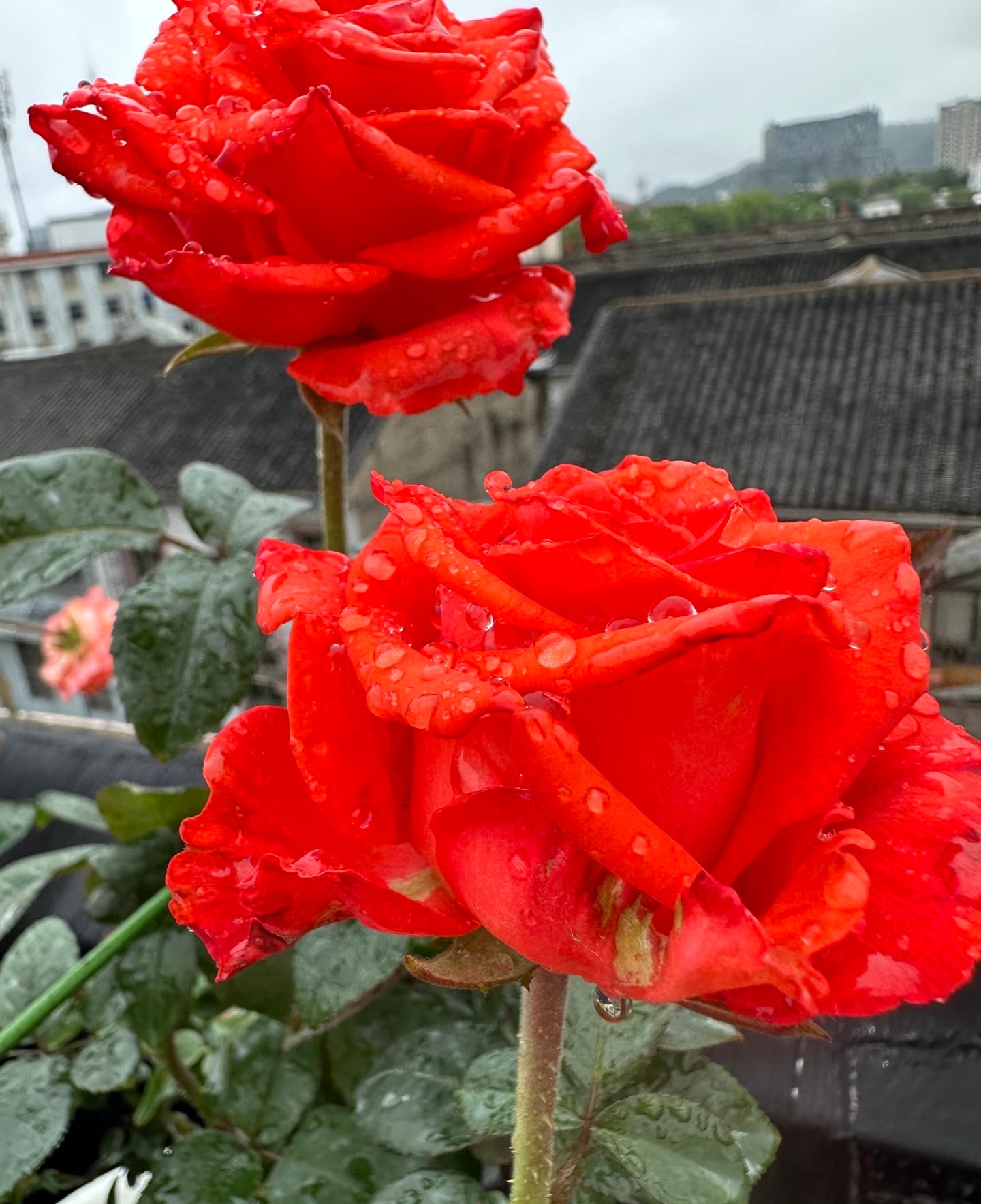 Rose ' Orange Bowl  | 修行者
