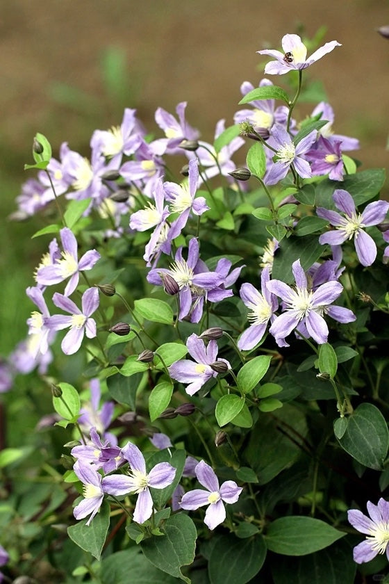 Clematis 'Arabella'阿拉贝拉