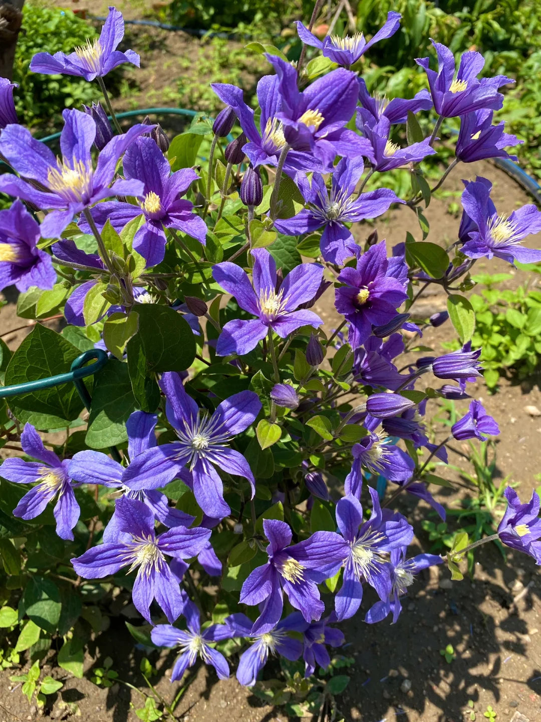 Clematis 'Arabella'阿拉贝拉