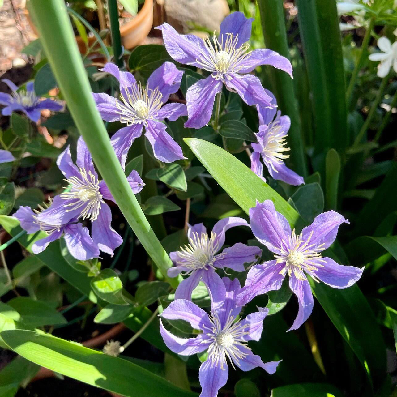 Clematis 'Arabella'阿拉贝拉