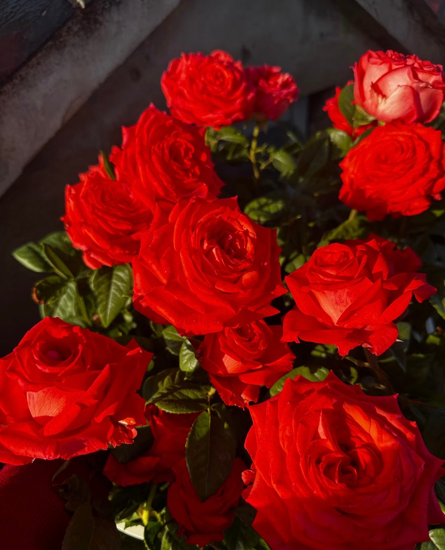 Rose ' Orange Bowl  | 修行者