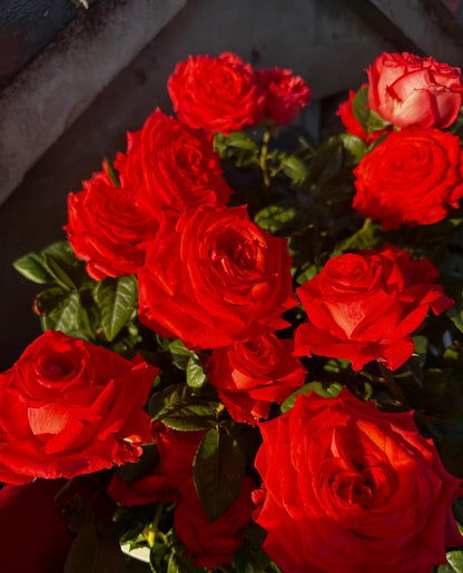 Rose ' Orange Bowl  | 修行者