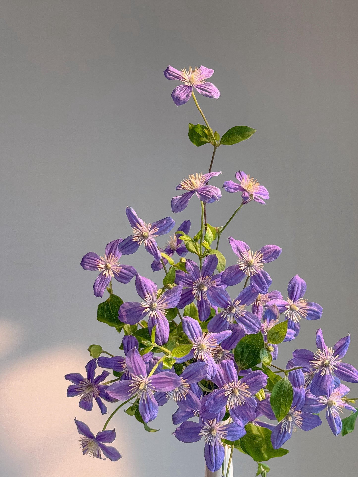 Clematis 'Arabella'阿拉贝拉
