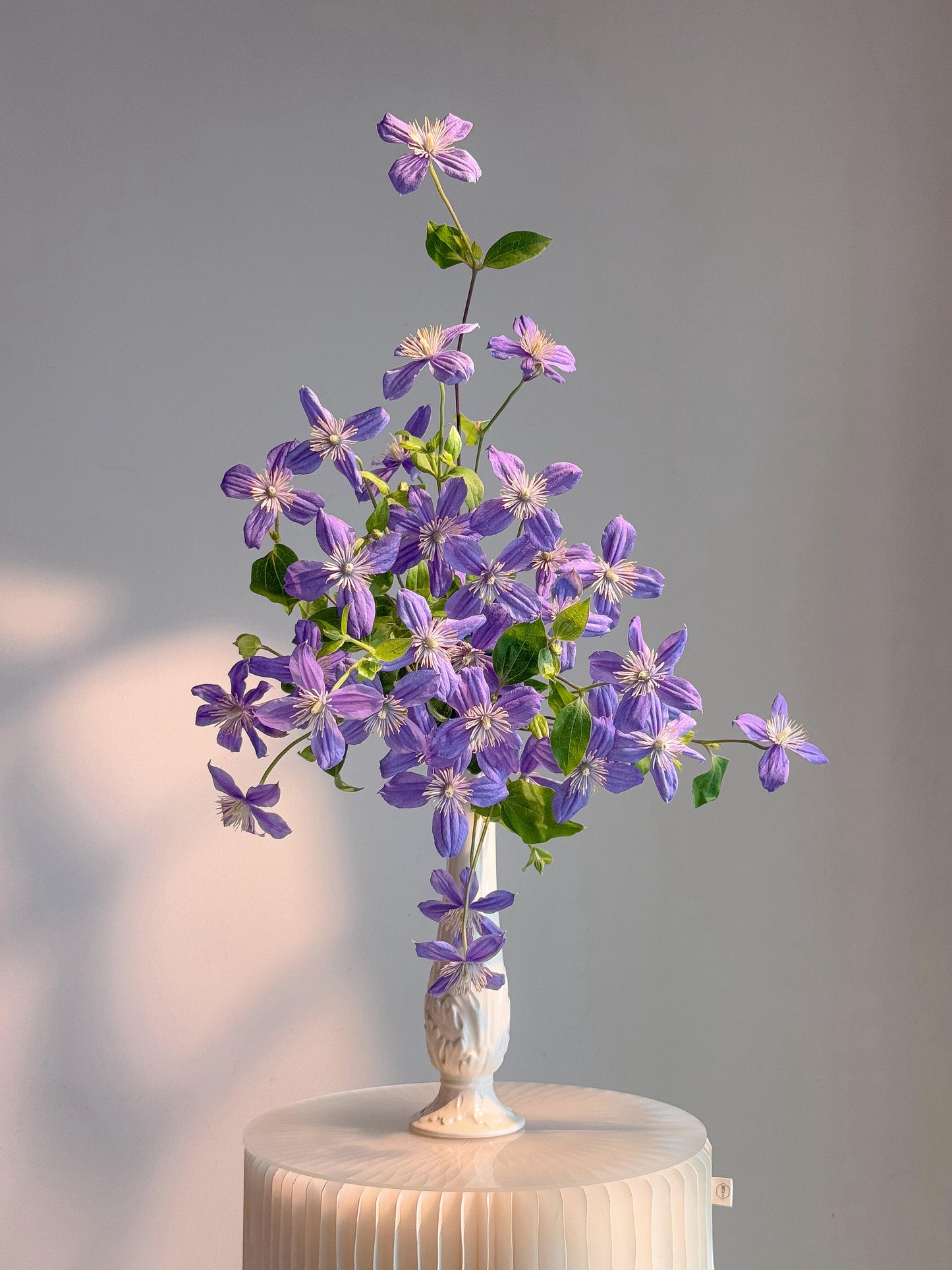 Clematis 'Arabella'阿拉贝拉