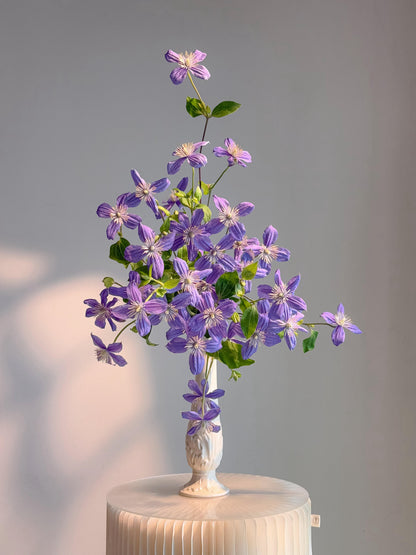 Clematis 'Arabella'阿拉贝拉