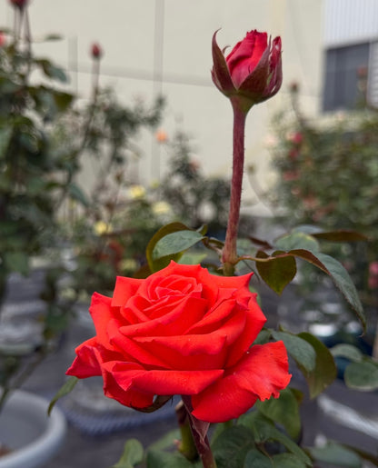 Rose ' Orange Bowl  | 修行者