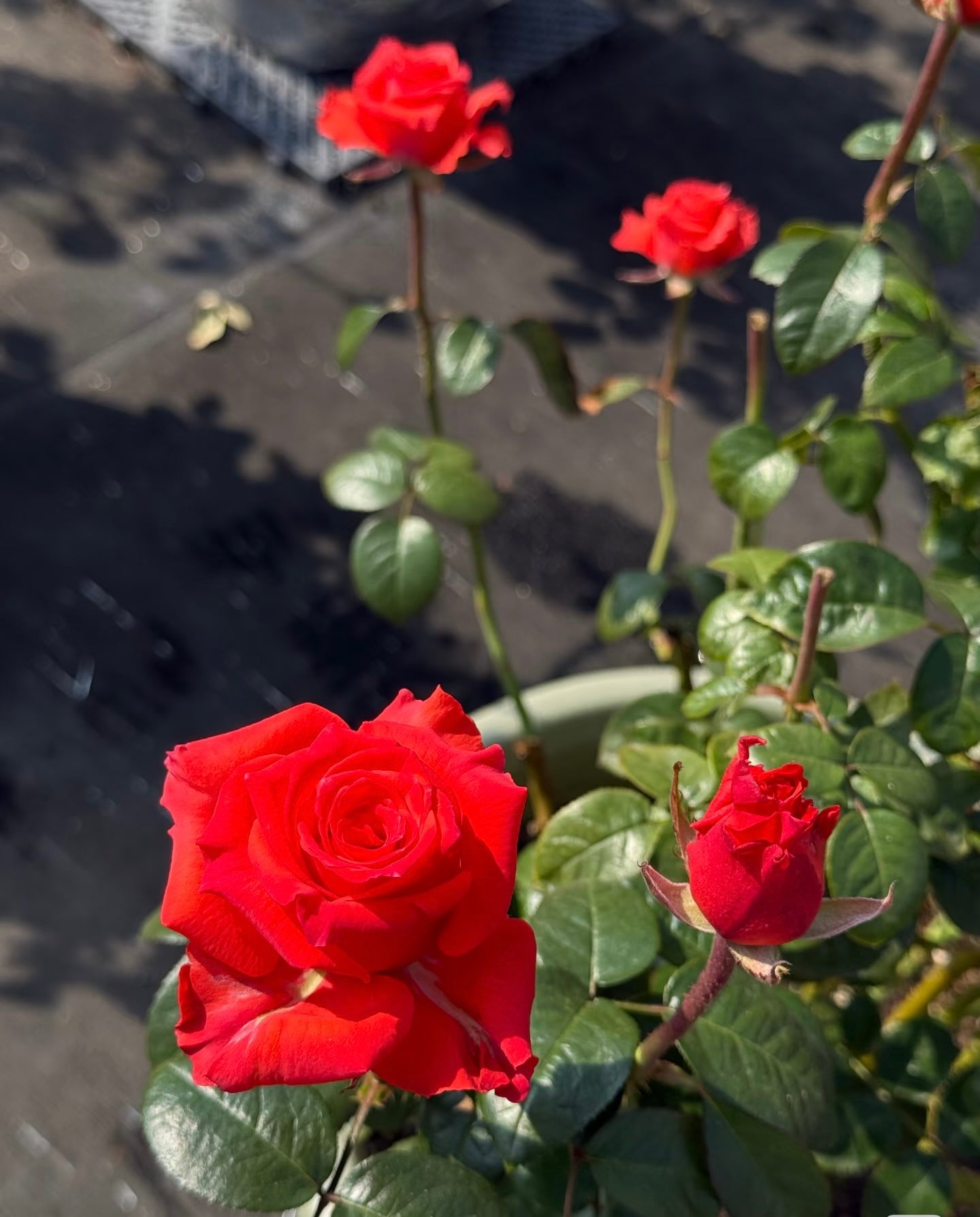 Rose ' Orange Bowl  | 修行者