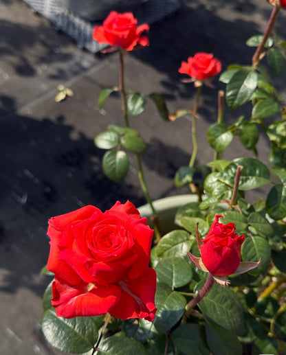 Rose ' Orange Bowl  | 修行者