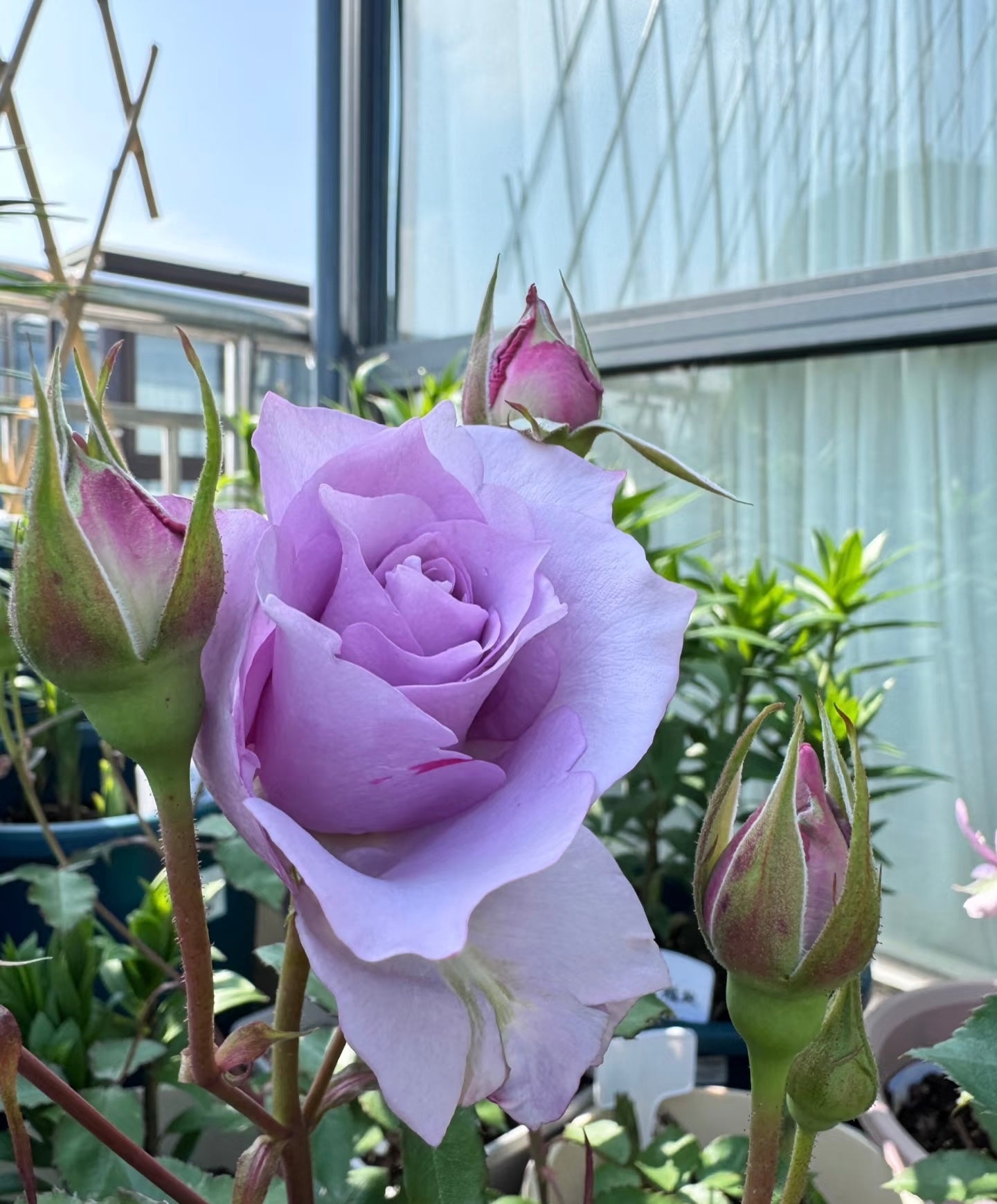 Rose ‘   Salon |   サ口ン  | 莎龙