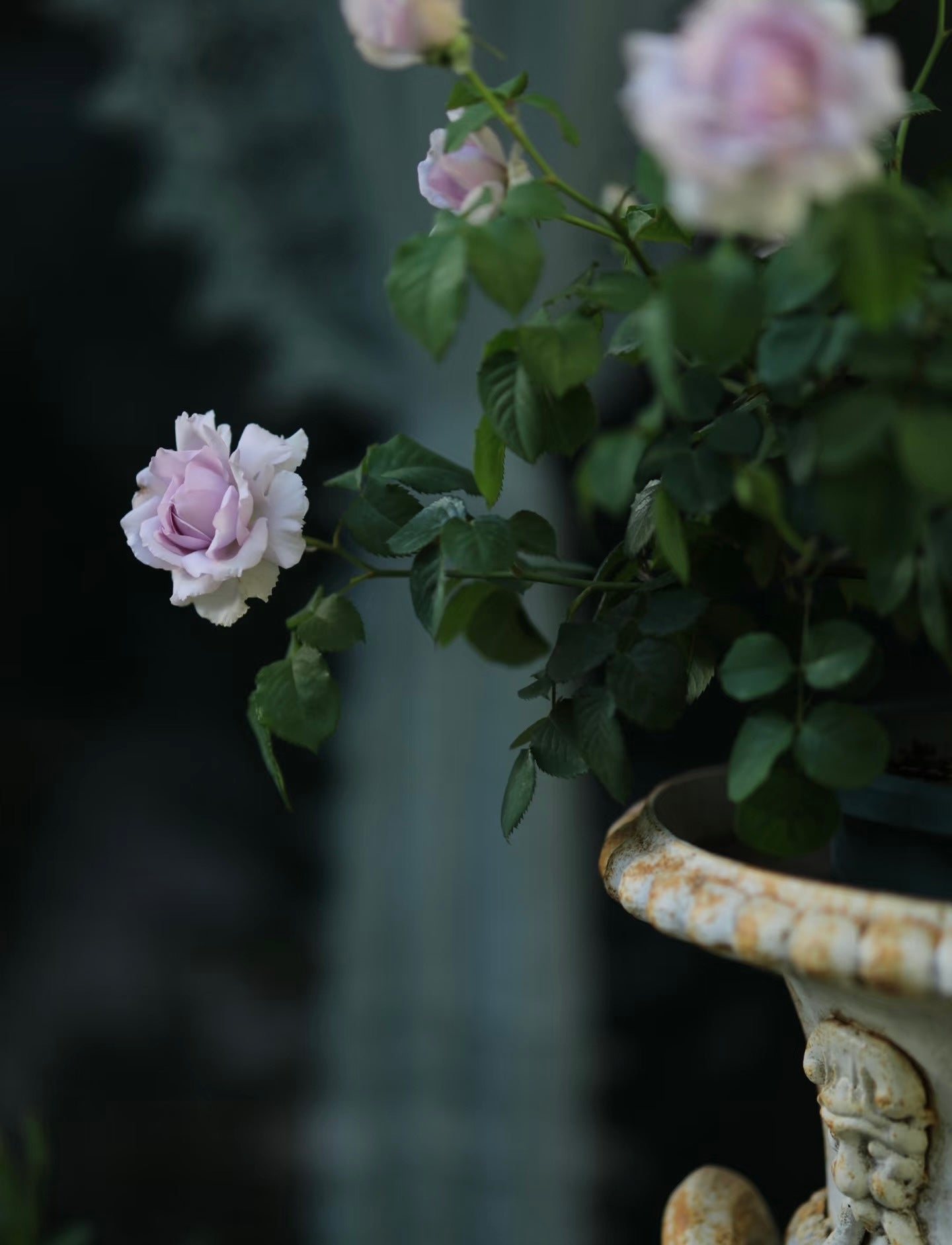 Rose ‘   Salon |   サ口ン  | 莎龙