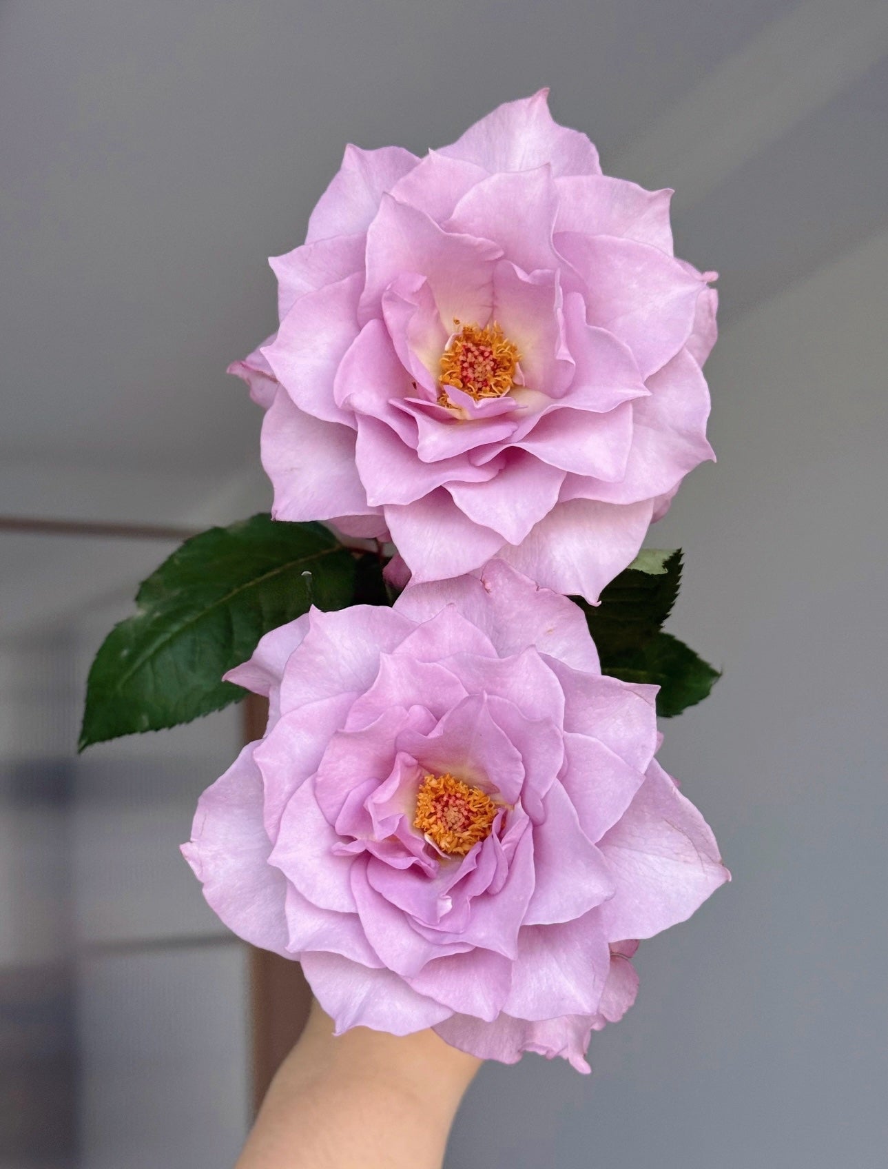 Rose ‘   Salon |   サ口ン  | 莎龙