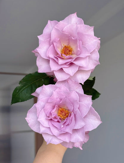 Rose ‘   Salon |   サ口ン  | 莎龙