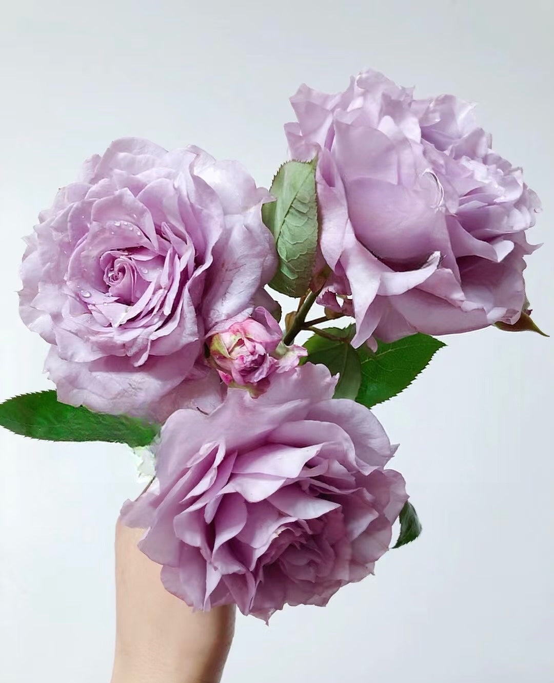 Rose ‘   Salon |   サ口ン  | 莎龙