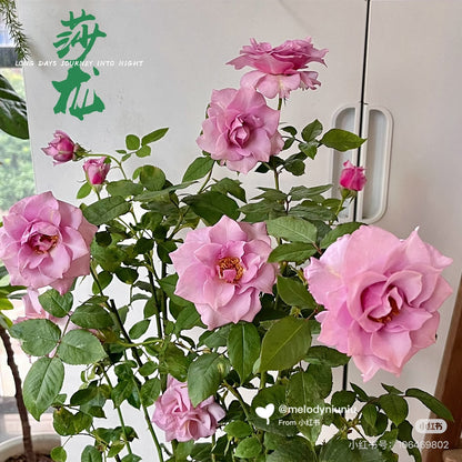 Rose ‘   Salon |   サ口ン  | 莎龙