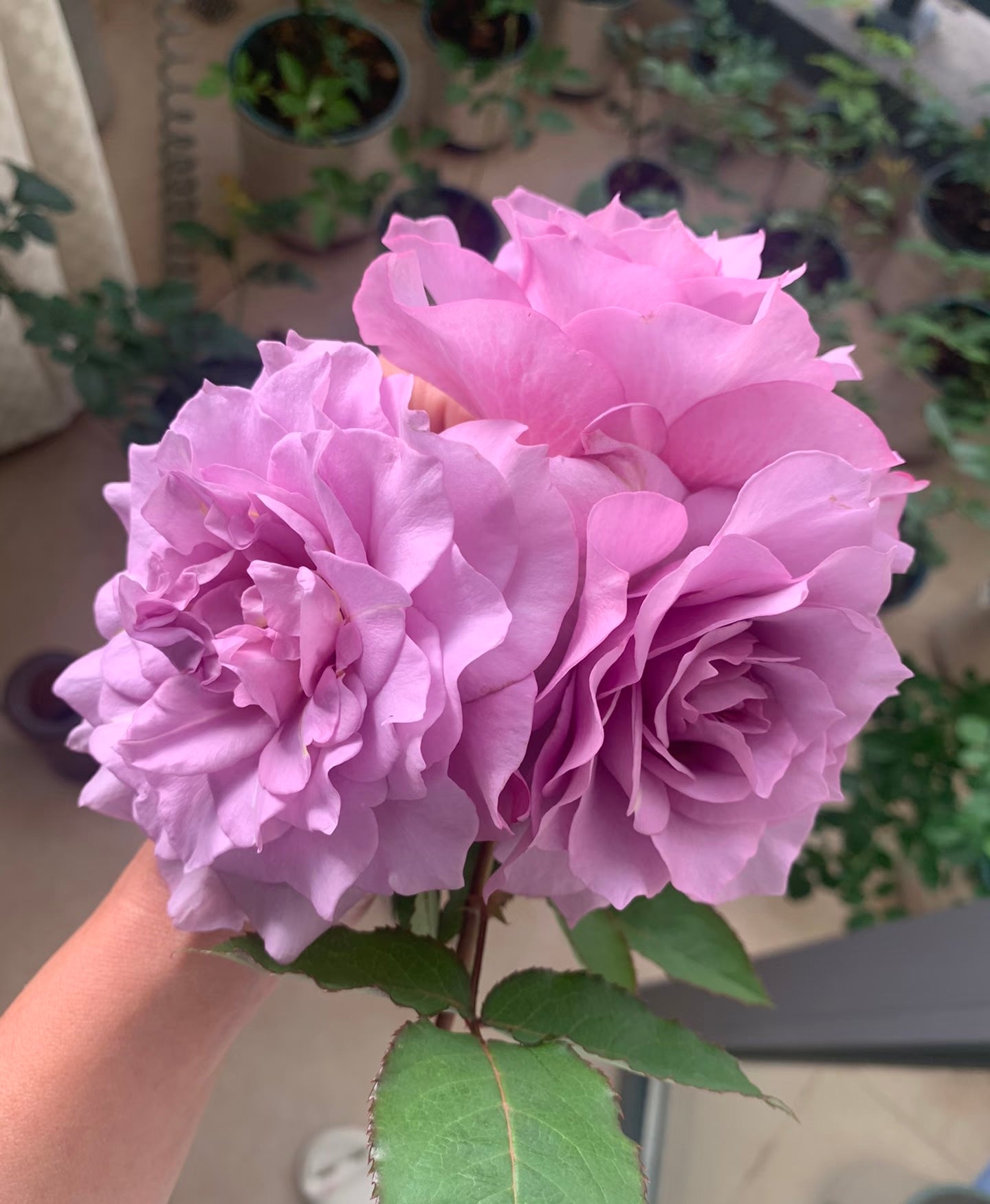 Rose ‘   Salon |   サ口ン  | 莎龙