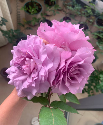 Rose ‘   Salon |   サ口ン  | 莎龙