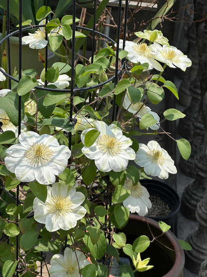 Clematis 'Guernsey Cream' 格恩西岛