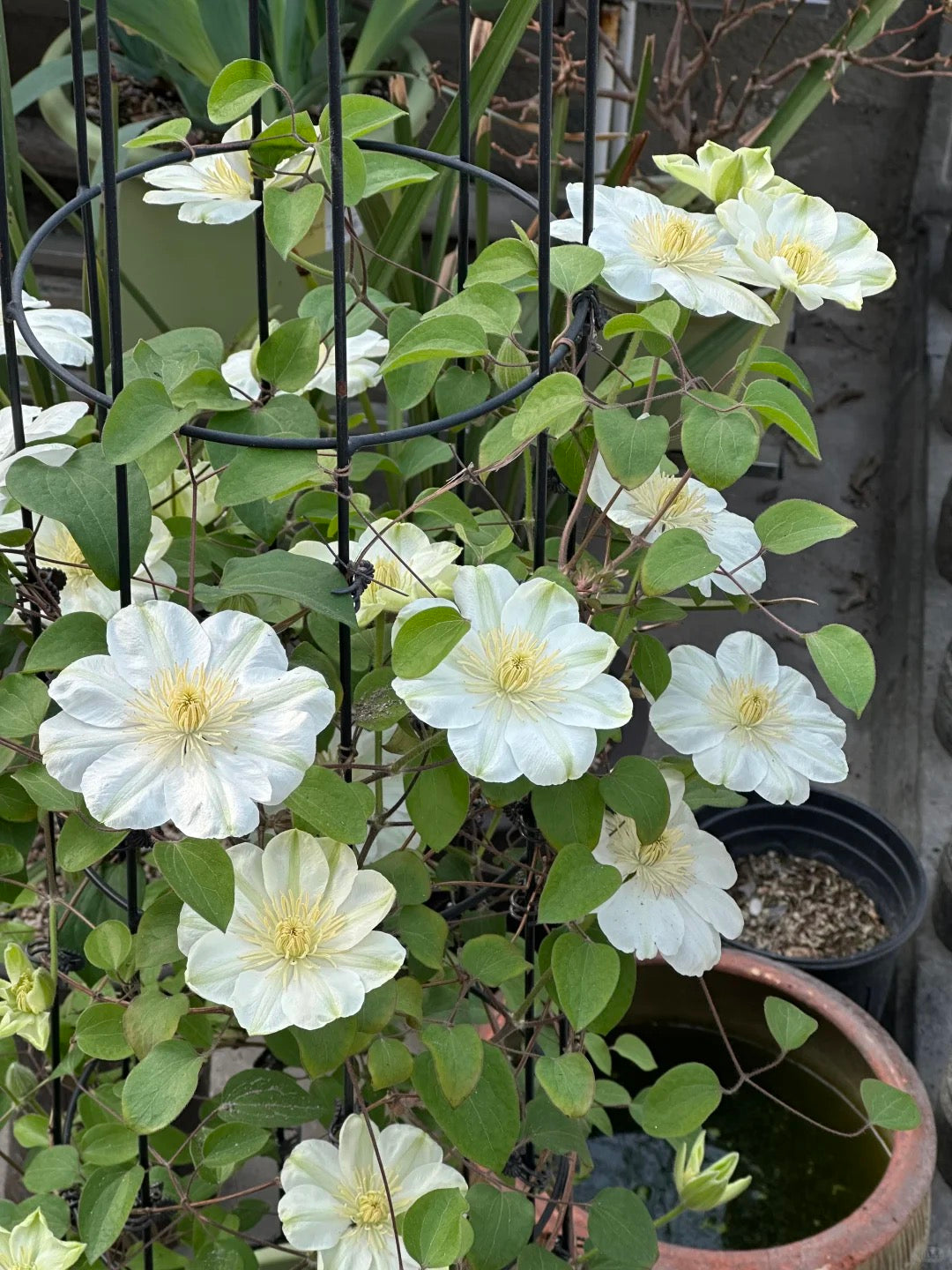 Clematis 'Guernsey Cream' 格恩西岛