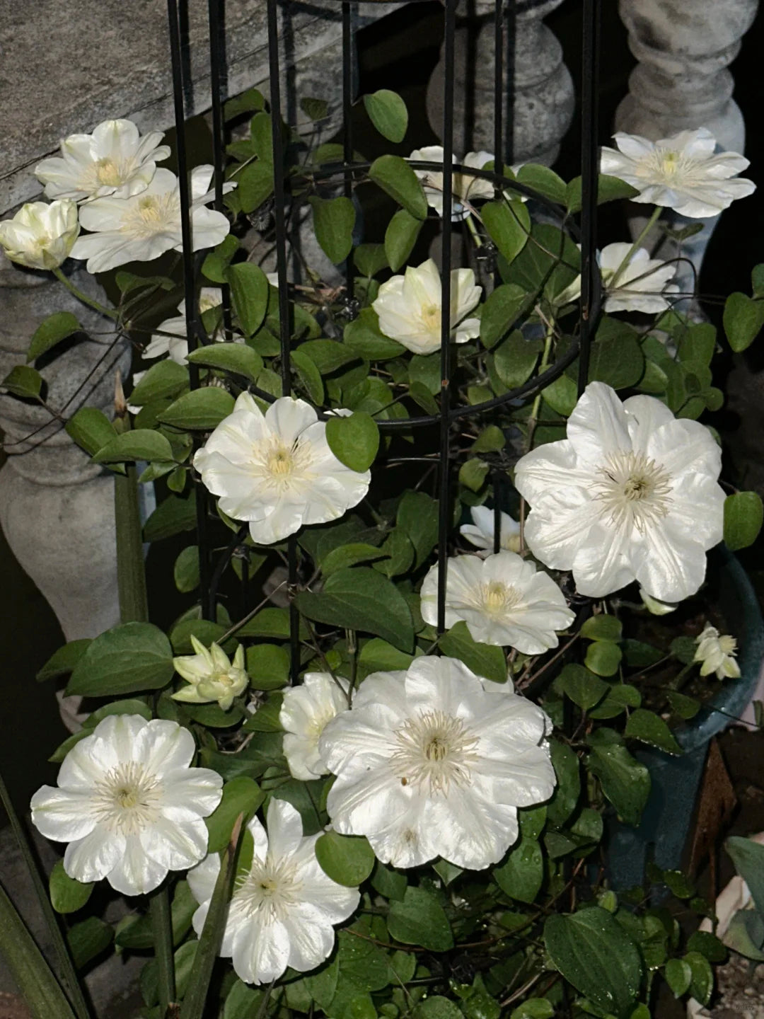 Clematis 'Guernsey Cream' 格恩西岛