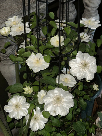 Clematis 'Guernsey Cream' 格恩西岛