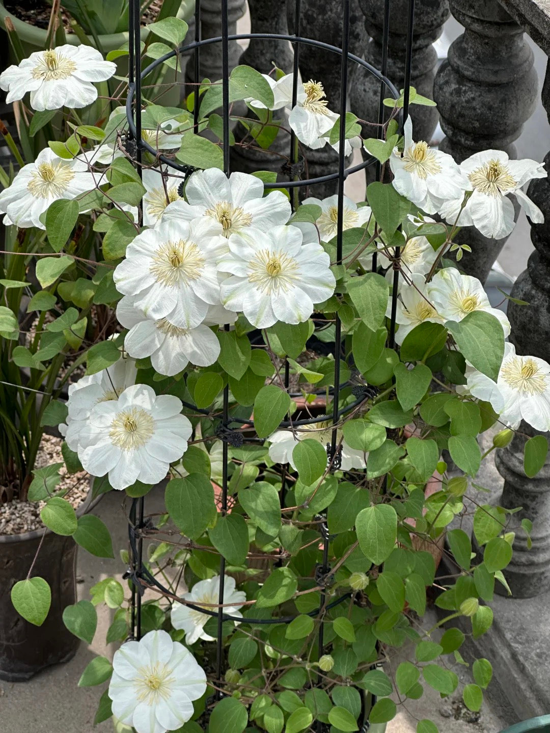 Clematis 'Guernsey Cream' 格恩西岛