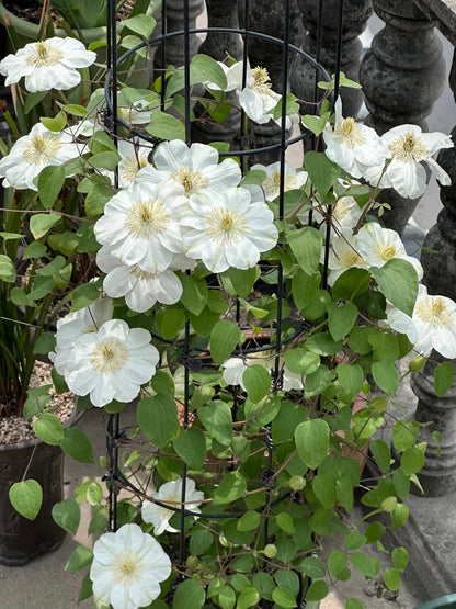 Clematis 'Guernsey Cream' 格恩西岛