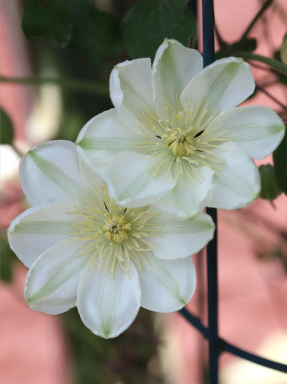 Clematis 'Guernsey Cream' 格恩西岛