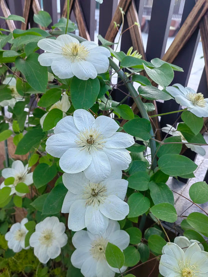 Clematis 'Guernsey Cream' 格恩西岛