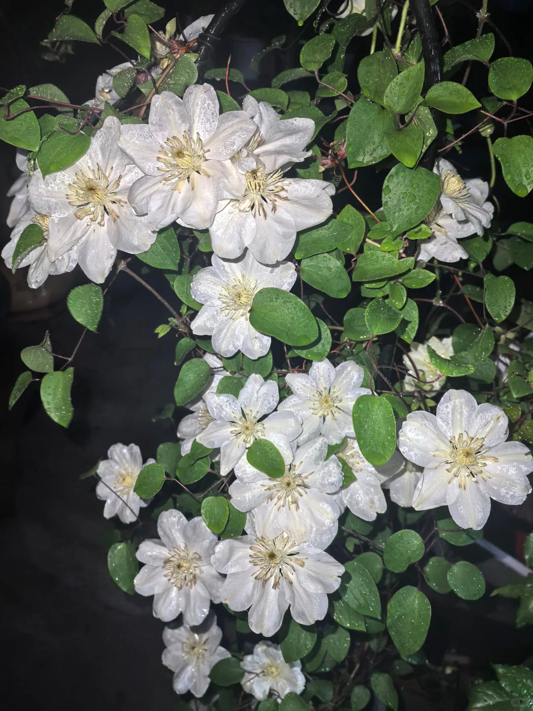 Clematis 'Guernsey Cream' 格恩西岛