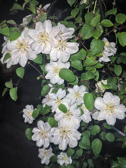Clematis 'Guernsey Cream' 格恩西岛