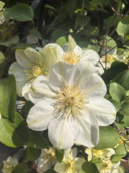 Clematis 'Guernsey Cream' 格恩西岛