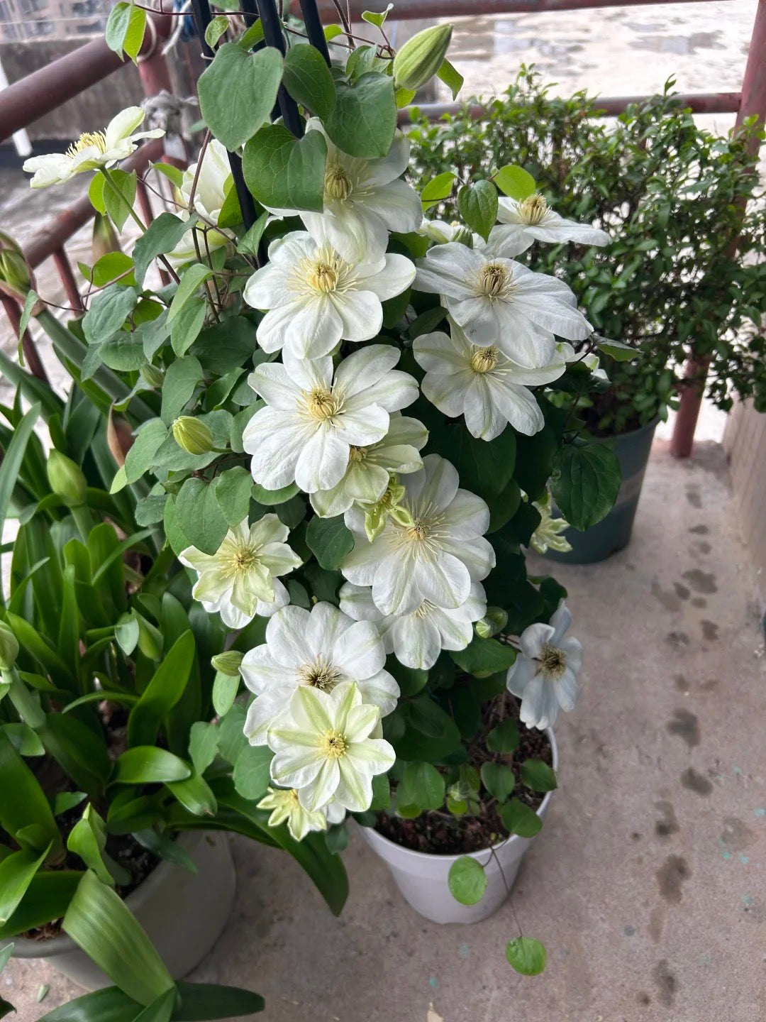 Clematis 'Guernsey Cream' 格恩西岛