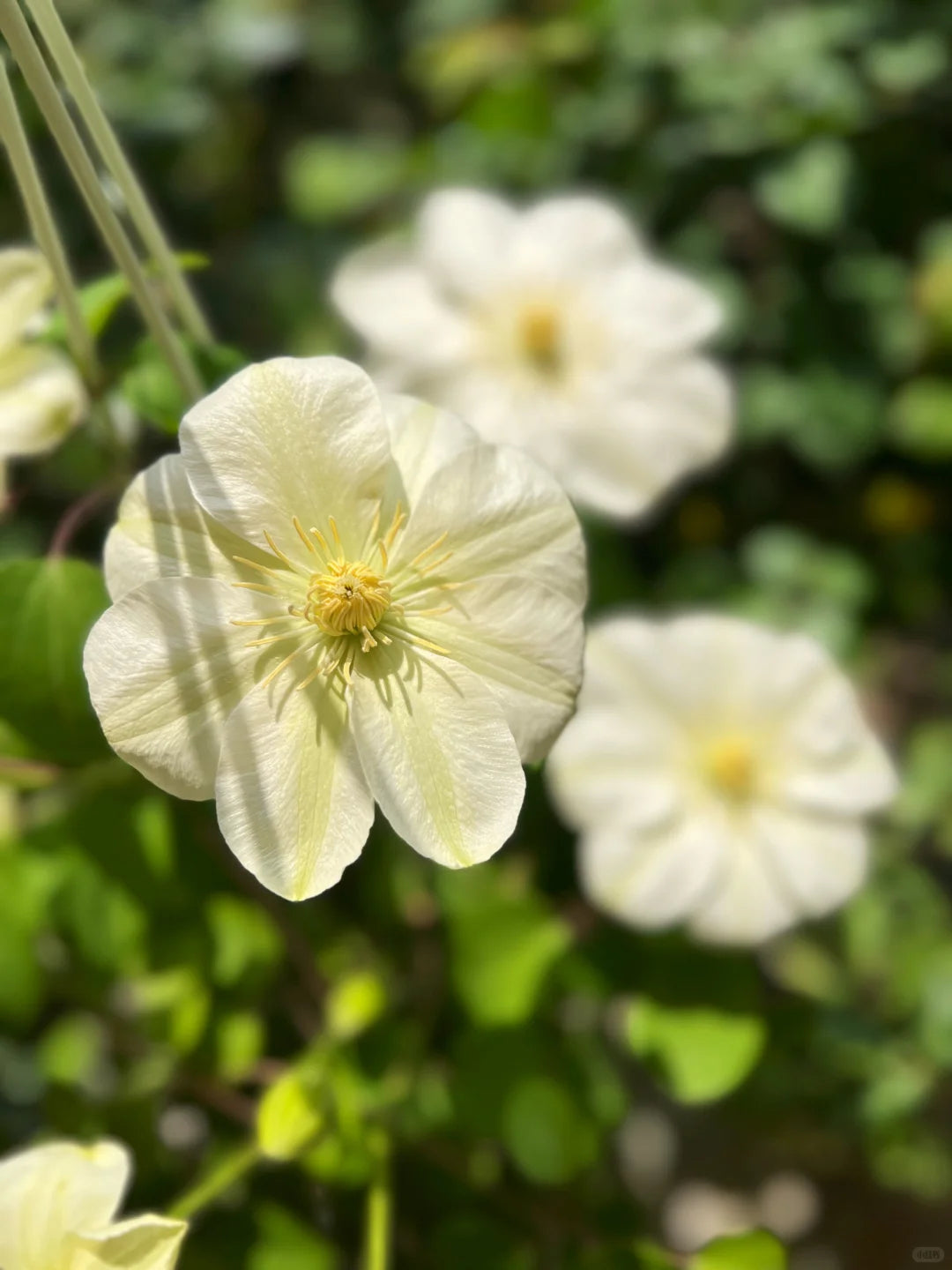 Clematis 'Guernsey Cream' 格恩西岛