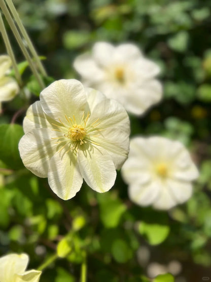 Clematis 'Guernsey Cream' 格恩西岛
