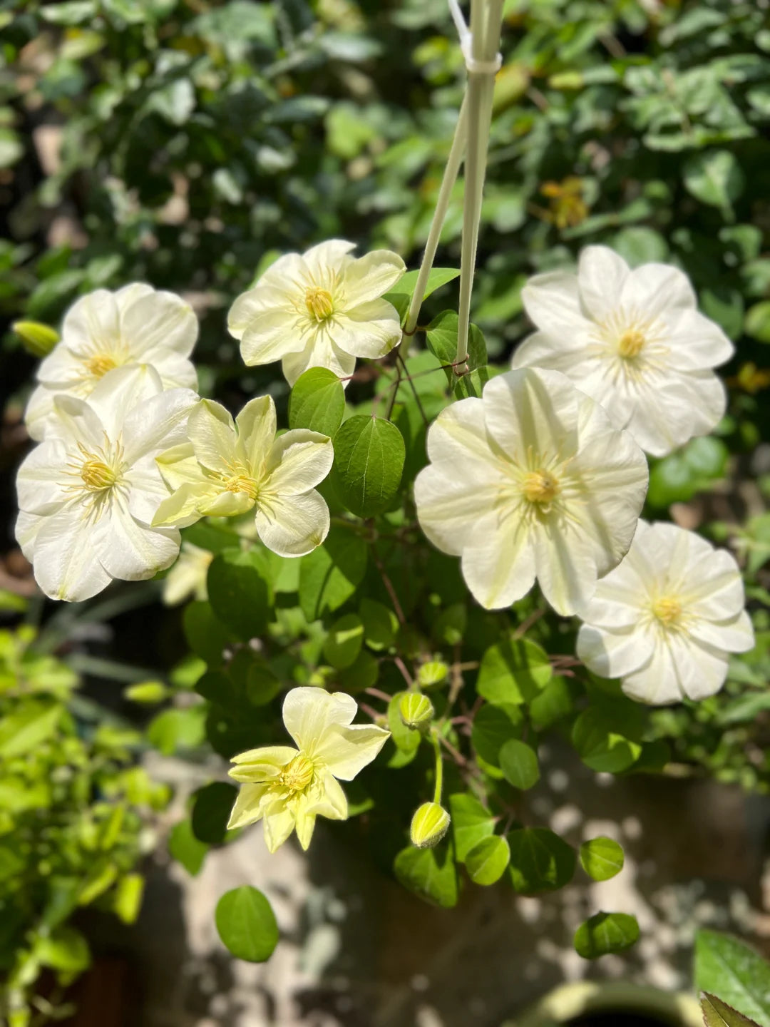 Clematis 'Guernsey Cream' 格恩西岛