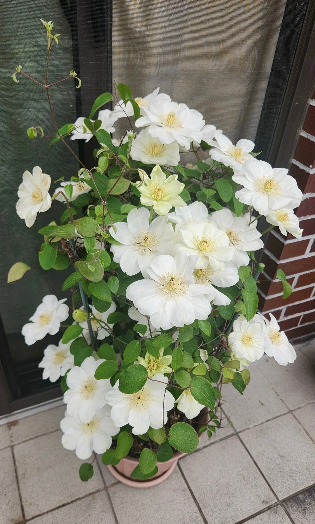Clematis 'Guernsey Cream' 格恩西岛
