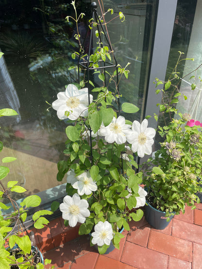 Clematis 'Guernsey Cream' 格恩西岛