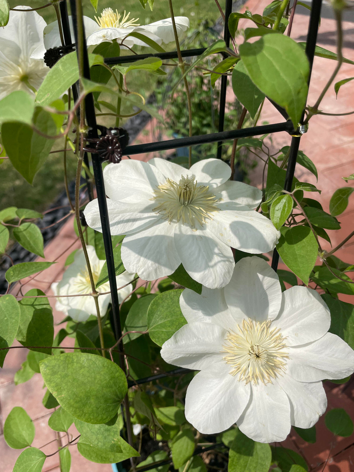 Clematis 'Guernsey Cream' 格恩西岛