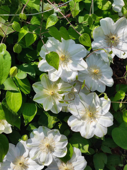 Clematis 'Guernsey Cream' 格恩西岛