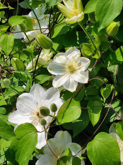 Clematis 'Guernsey Cream' 格恩西岛