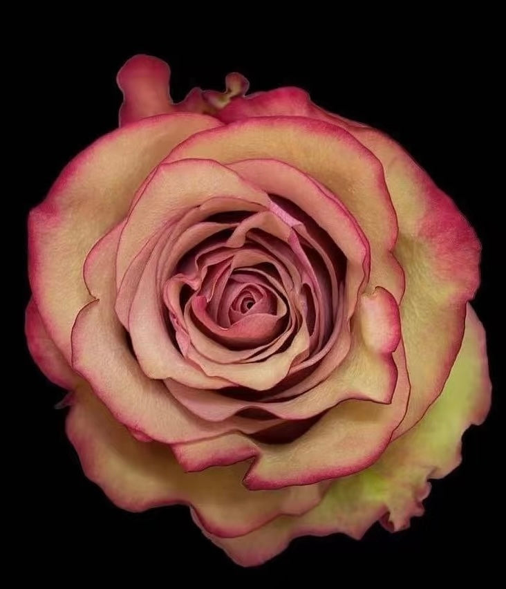 Rose ' Vintage  | 佳酿