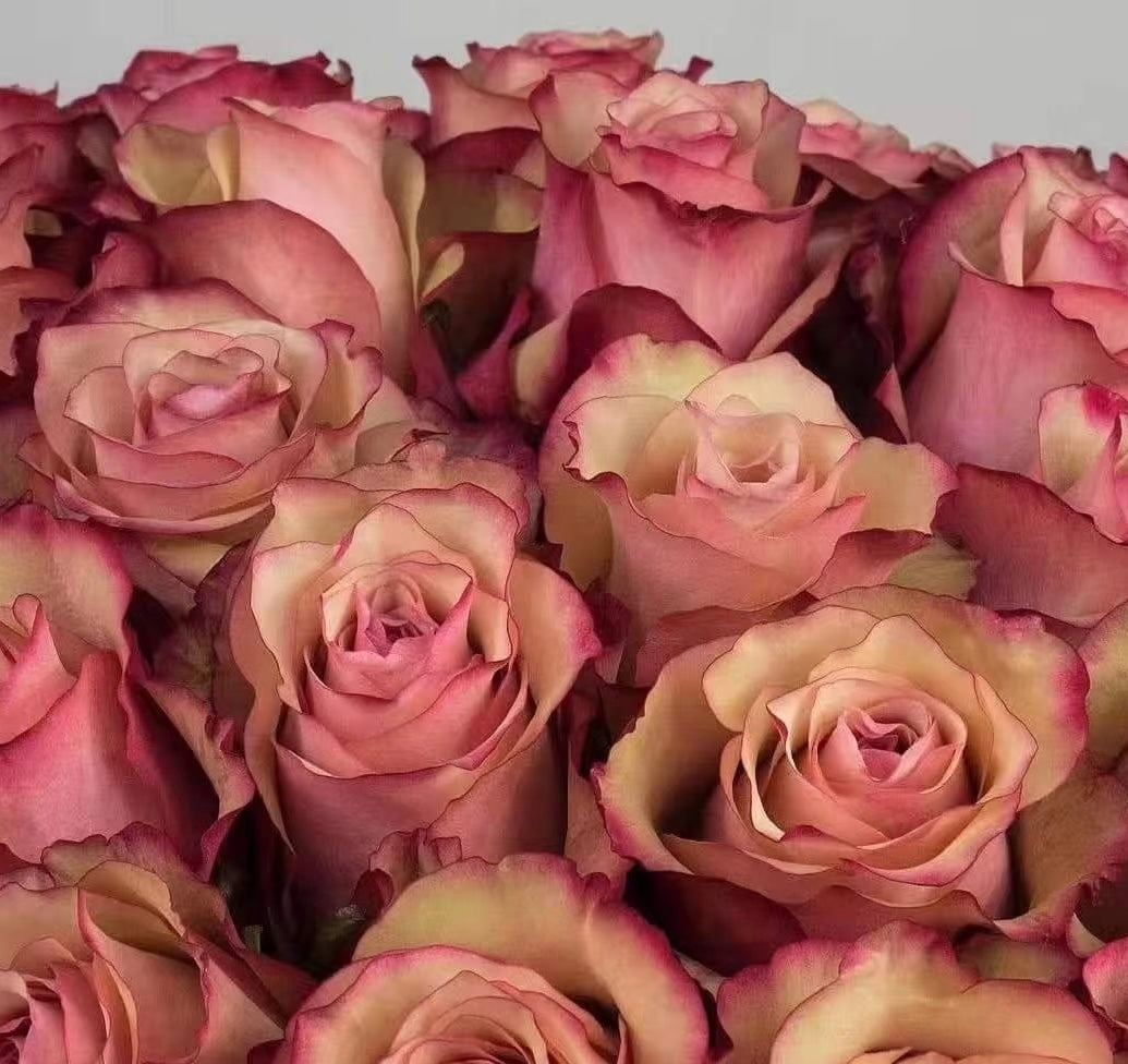 Rose ' Vintage  | 佳酿