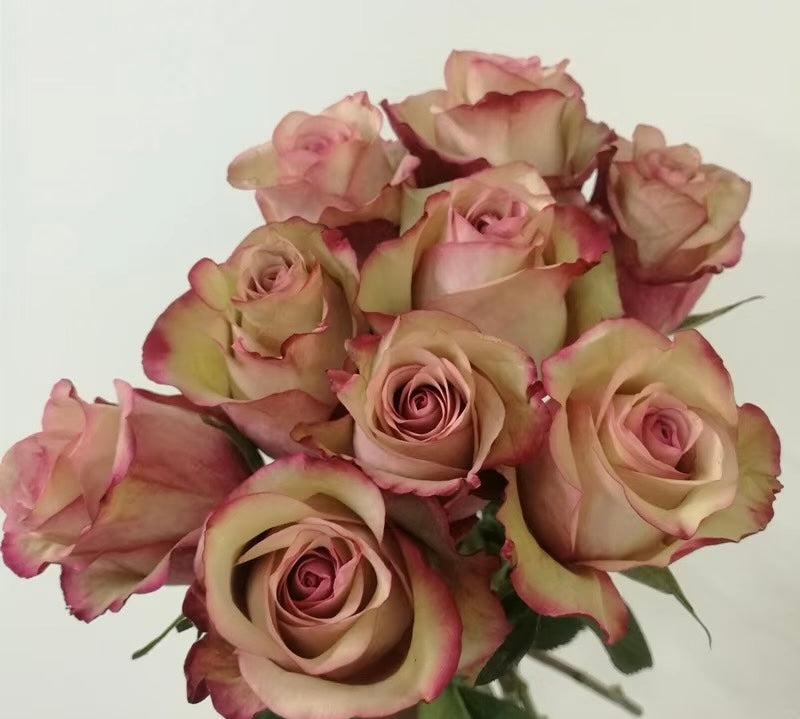 Rose ' Vintage  | 佳酿